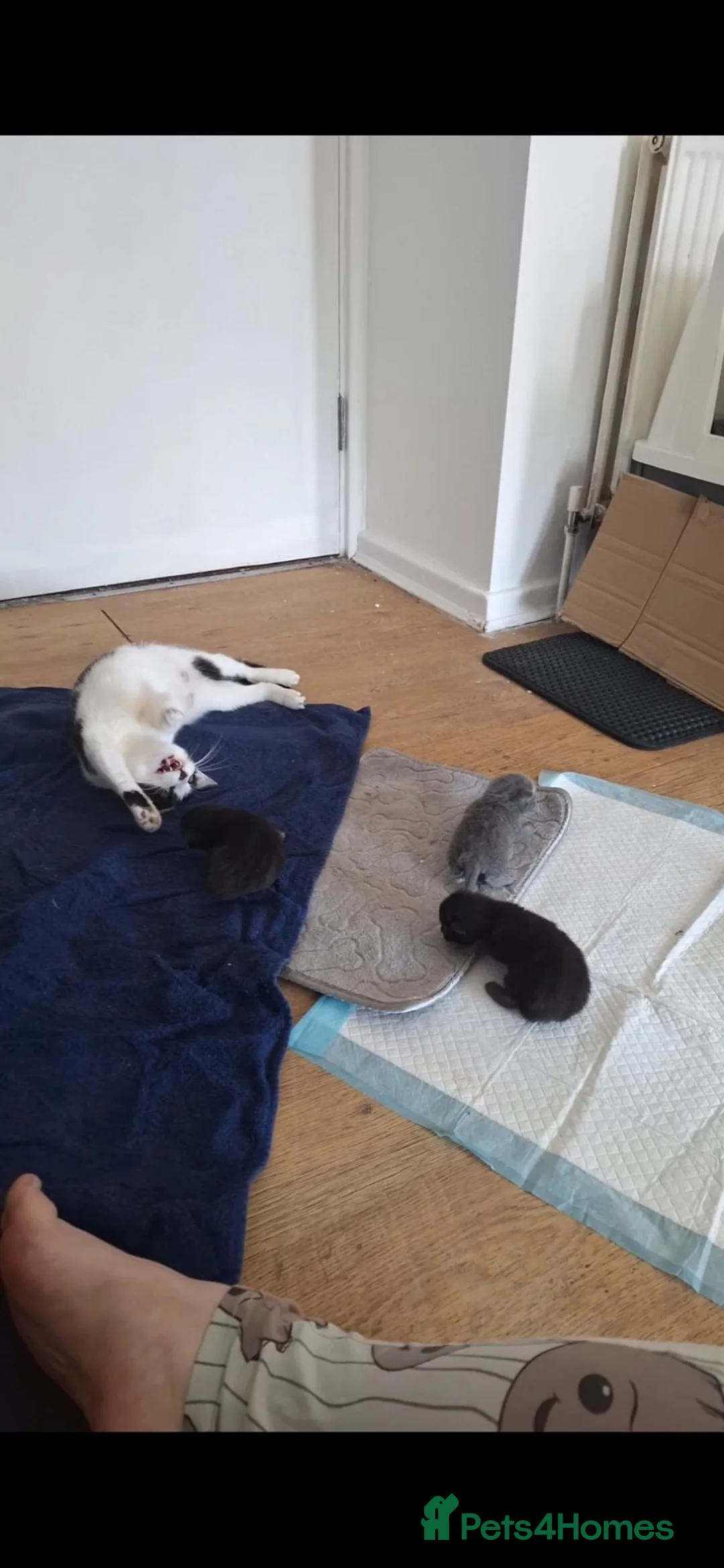 Mixed Breed cats for sale: male kitten - Advert 2
