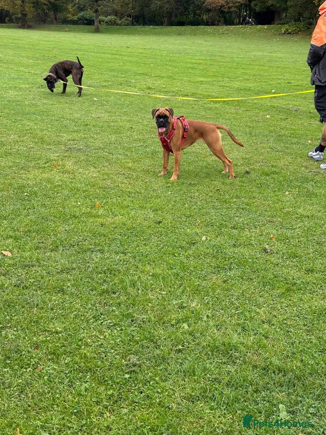 Boxer dogs for sale: Beautiful girl deserves the world 8 months old - Image 2