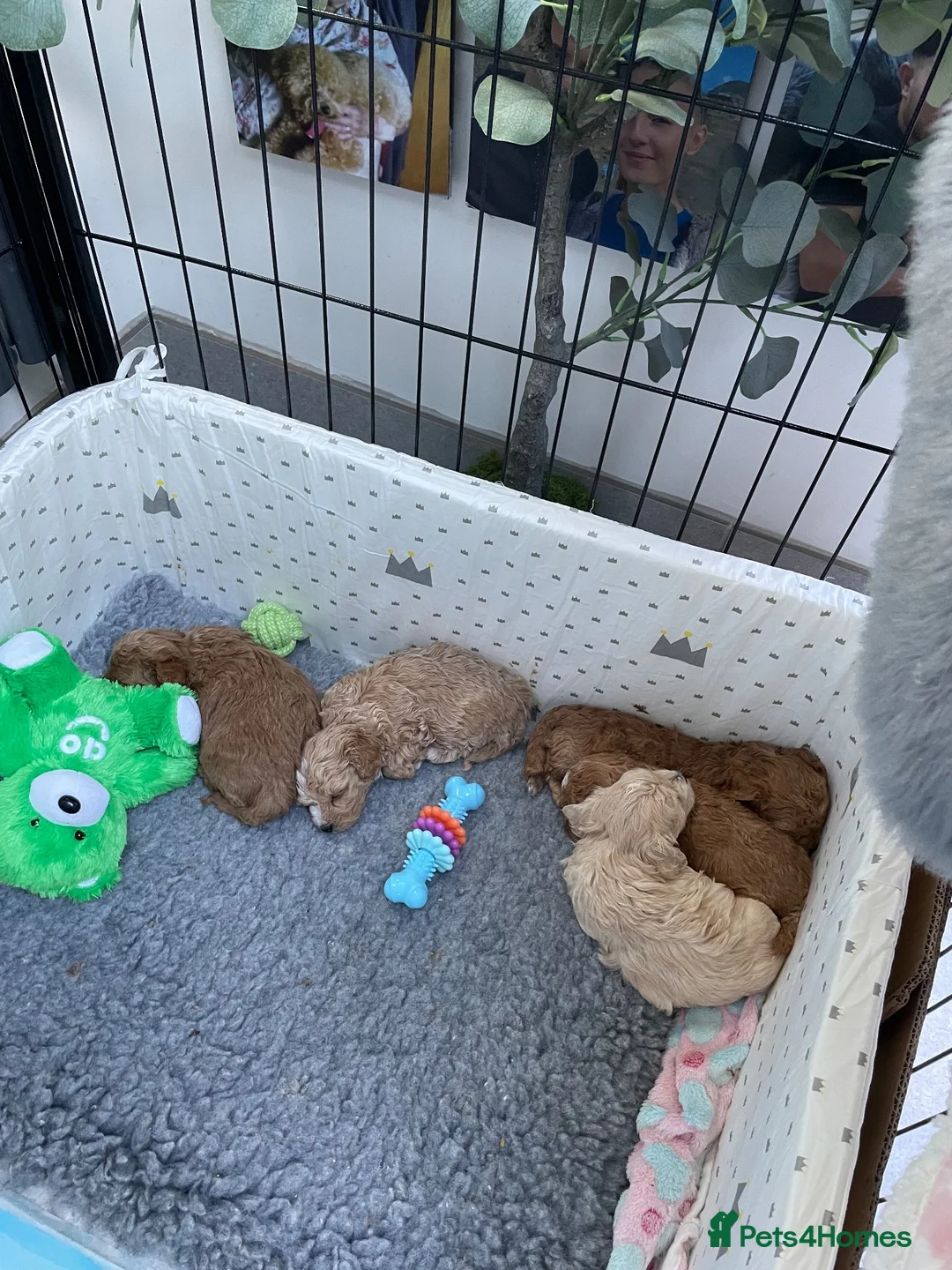 Maltipoo dogs for sale: Gorgeous Maltipoo Puppies  - Advert 10