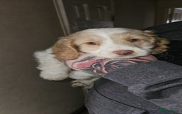 Cockapoo dogs for sale: 8 gorgeous cockapoo puppies - Advert 12