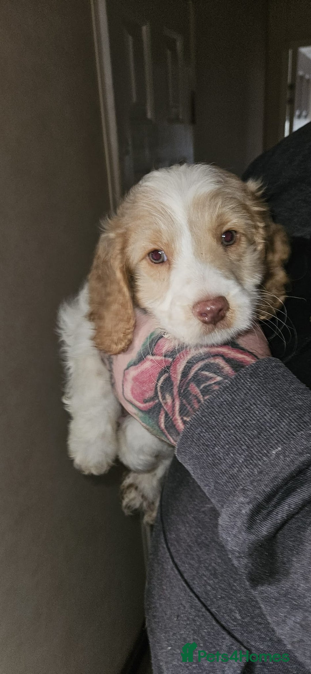 Cockapoo dogs for sale: 8 gorgeous cockapoo puppies - Advert 12