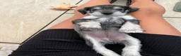 Miniature Schnauzer dogs for sale: KC Pedigree Miniature Schnauzer Pups *READY TO GO* - Advert 31