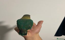 Lovebirds birds for sale: 4 weeks old love bird hand tamed - Image 3