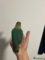 Lovebirds birds - Advert 1