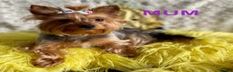 Yorkshire Terrier dogs for sale: Pedigree Miniature Yorkshire Terrier - Advert 3