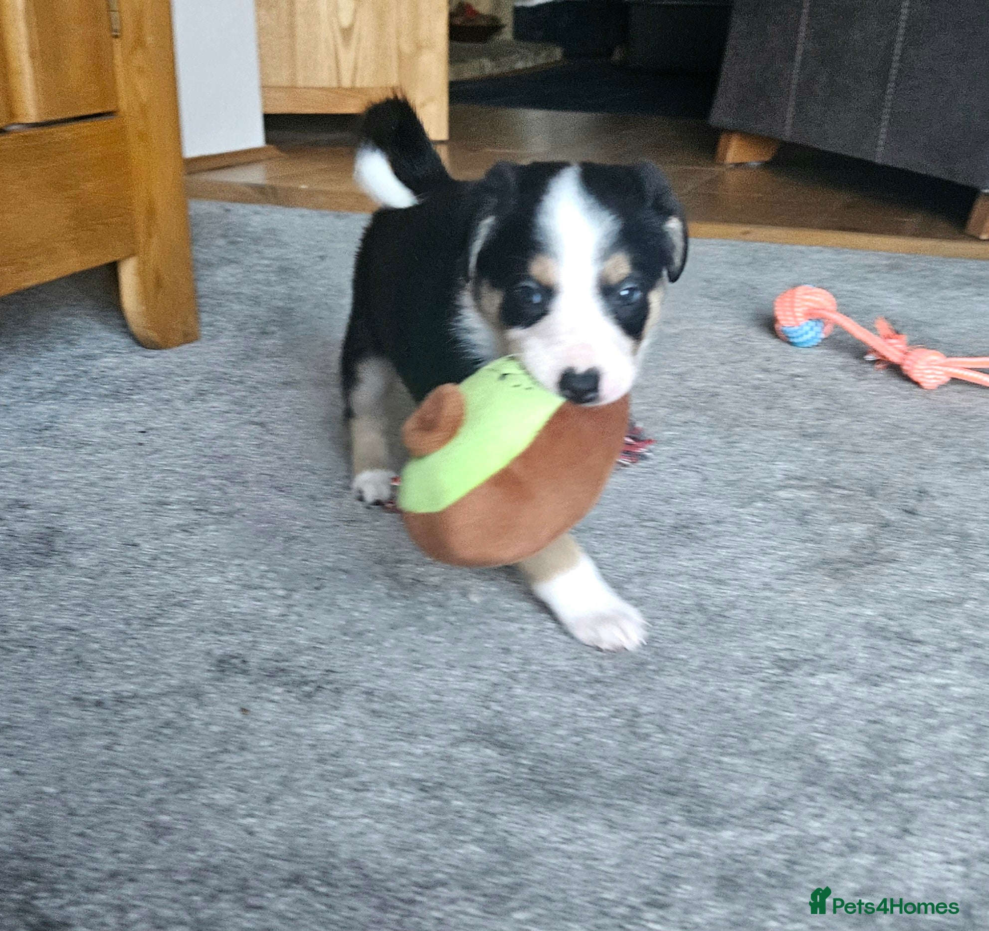Border Collie dogs 🔥Unique tri border collie pups 🔥 - Advert 2