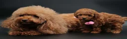 Toy Poodle dogs for sale: Asian line toy poodle boys for sale  - Advert 10