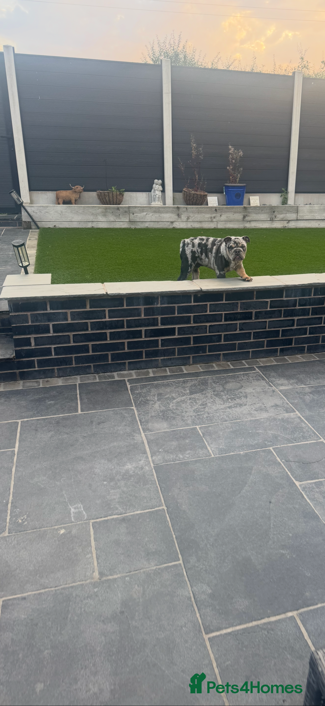 English Bulldog dogs for sale: Grey Merle male english bulldog puppy - Image 19