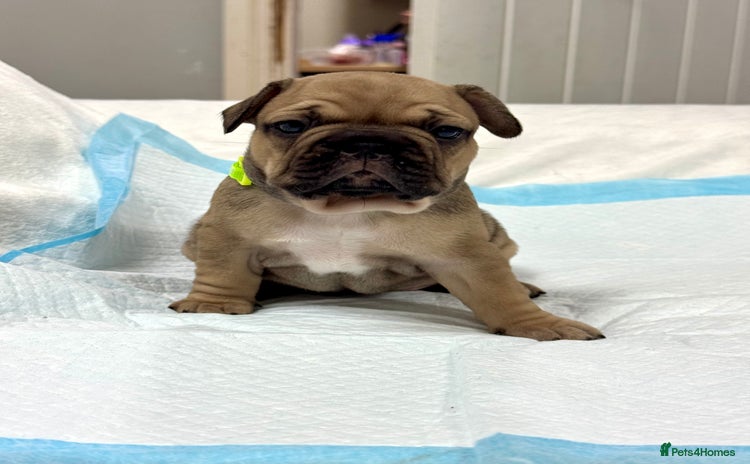 French Bulldog dogs - Advert 13