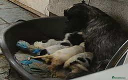 Cocker Spaniel dogs for sale: Adorable KC show cocker spaniels - Advert 16