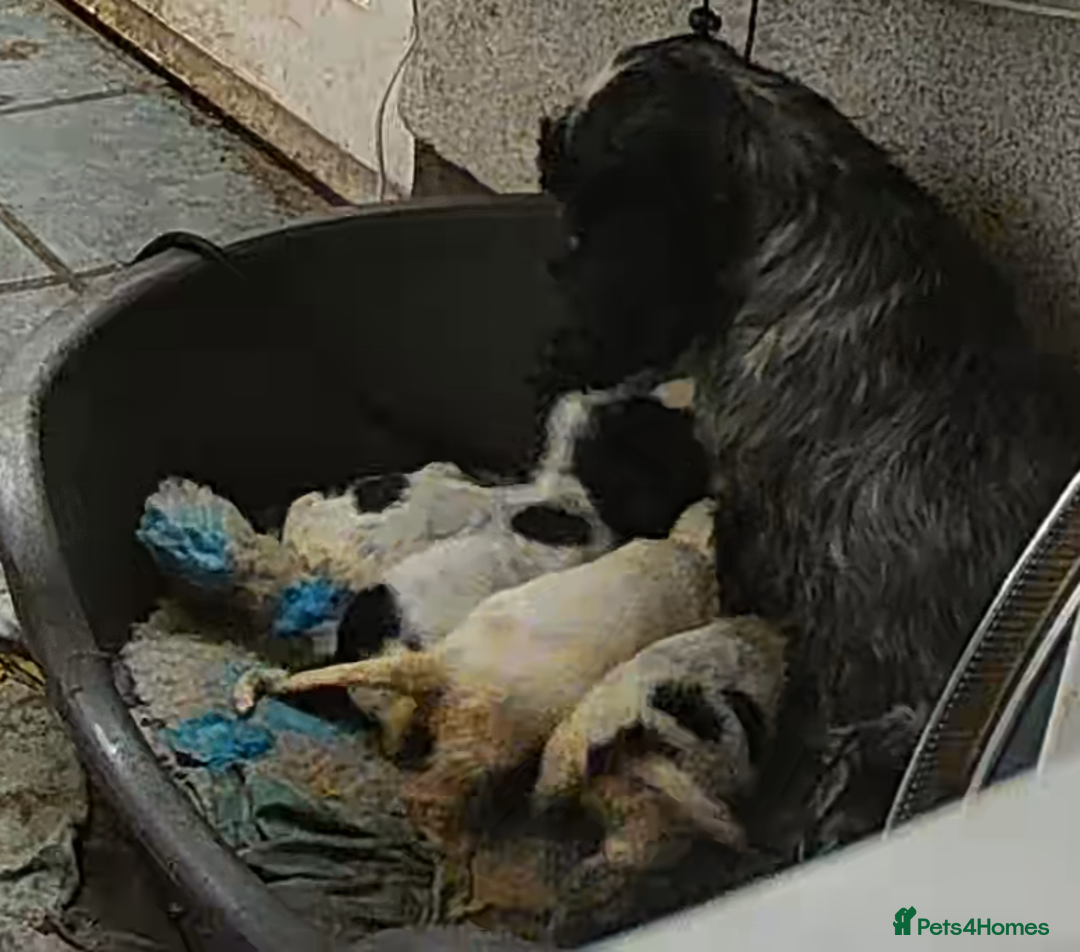 Cocker Spaniel dogs for sale: Adorable KC show cocker spaniels - Advert 16