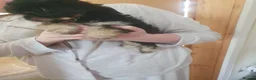 Chipoo dogs for sale: Adorable chihpoo puppies.  - Advert 10