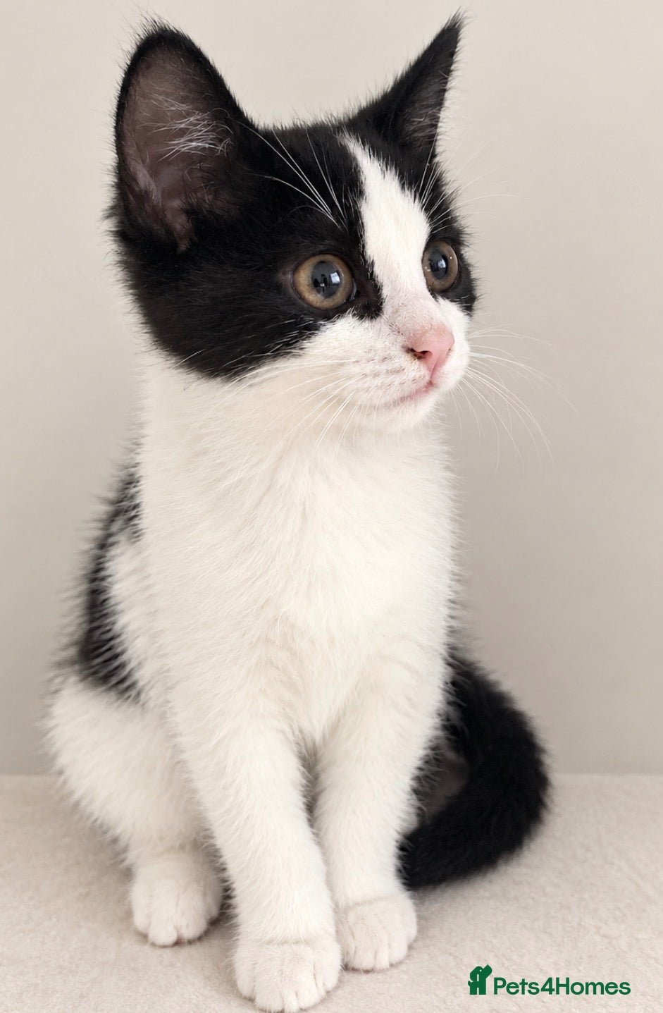 Mixed Breed cats One gorgeous girl left  - Advert 1