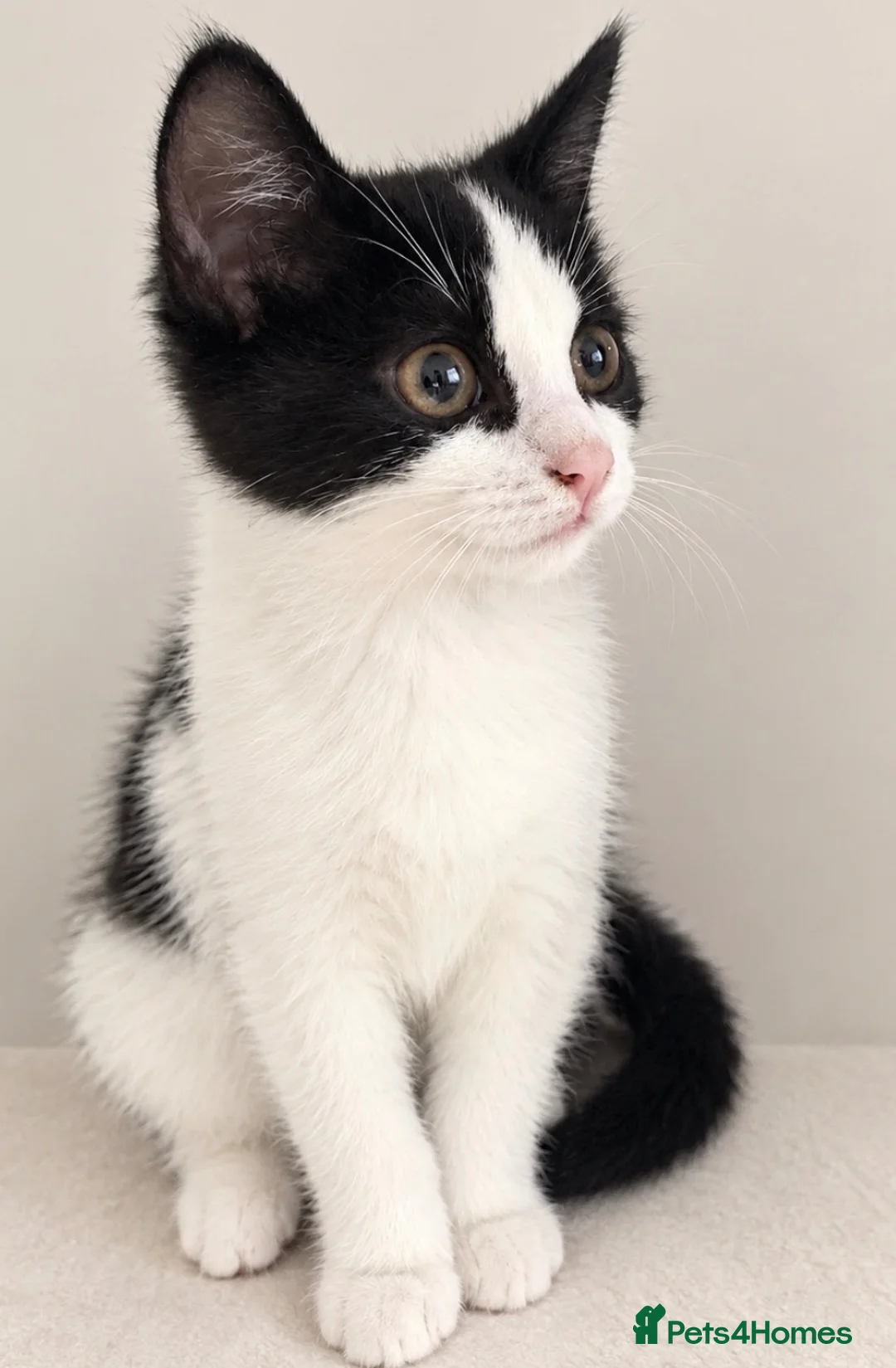 Mixed Breed cats for sale: One gorgeous girl left  - Advert 1
