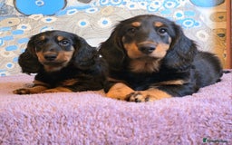 Dachshund dogs for sale: Long haired dachshund black and tan in Huddersfield - Image 5