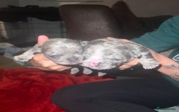 French Bulldog dogs for sale: Frenchie puppies looking for their forever home - Image 9