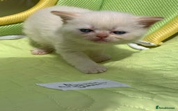 Persian cats for sale: Exotic persians  - Image 7