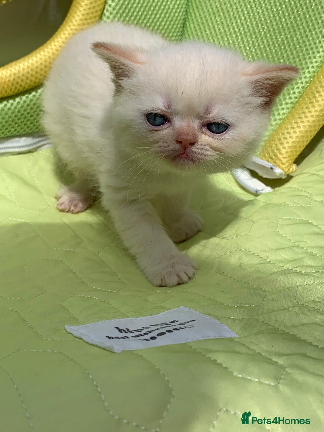 Persian cats for sale: Exotic persians  - Image 7