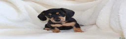 Miniature Dachshund dogs for sale: Miniature Dachshund  - Advert 19