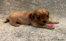 Cavapoo dogs for sale: Fully health tested Cavapoo pups🐶🎅 **   - Advert 13