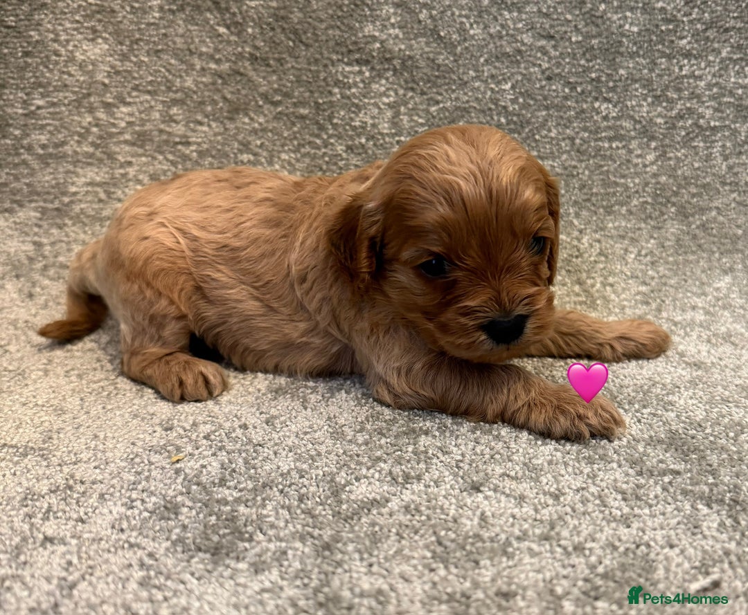Cavapoo dogs for sale: Fully health tested Cavapoo pups🐶🎅 **   - Advert 13