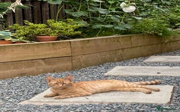 Domestic Shorthair cats for sale: Garfield - Image 2