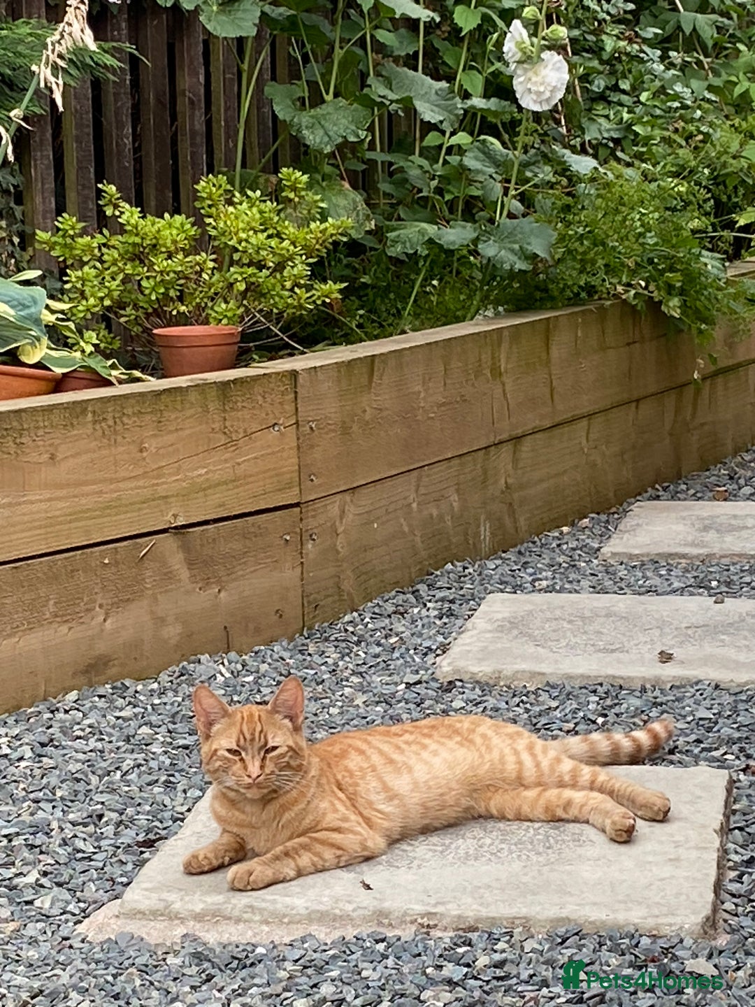 Domestic Shorthair cats for sale: Garfield - Image 2