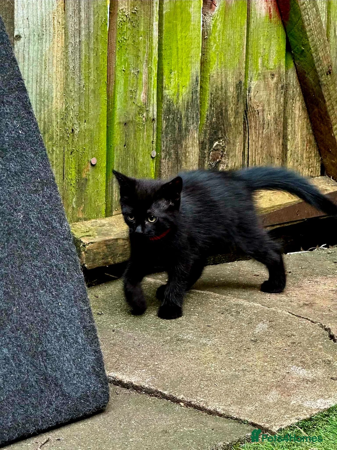 Mixed Breed cats for sale: 2 month kittens in Milton Keynes - Advert 9