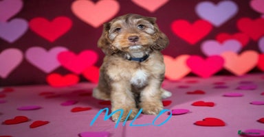 Cockapoo dogs - Advert 4