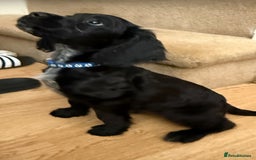 Cocker Spaniel dogs for sale: Ready to leave! 7 beautiful cocker spaniel pups in Hornchurch - Image 1
