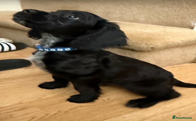 Cocker Spaniel dogs in Hornchurch - Advert 3