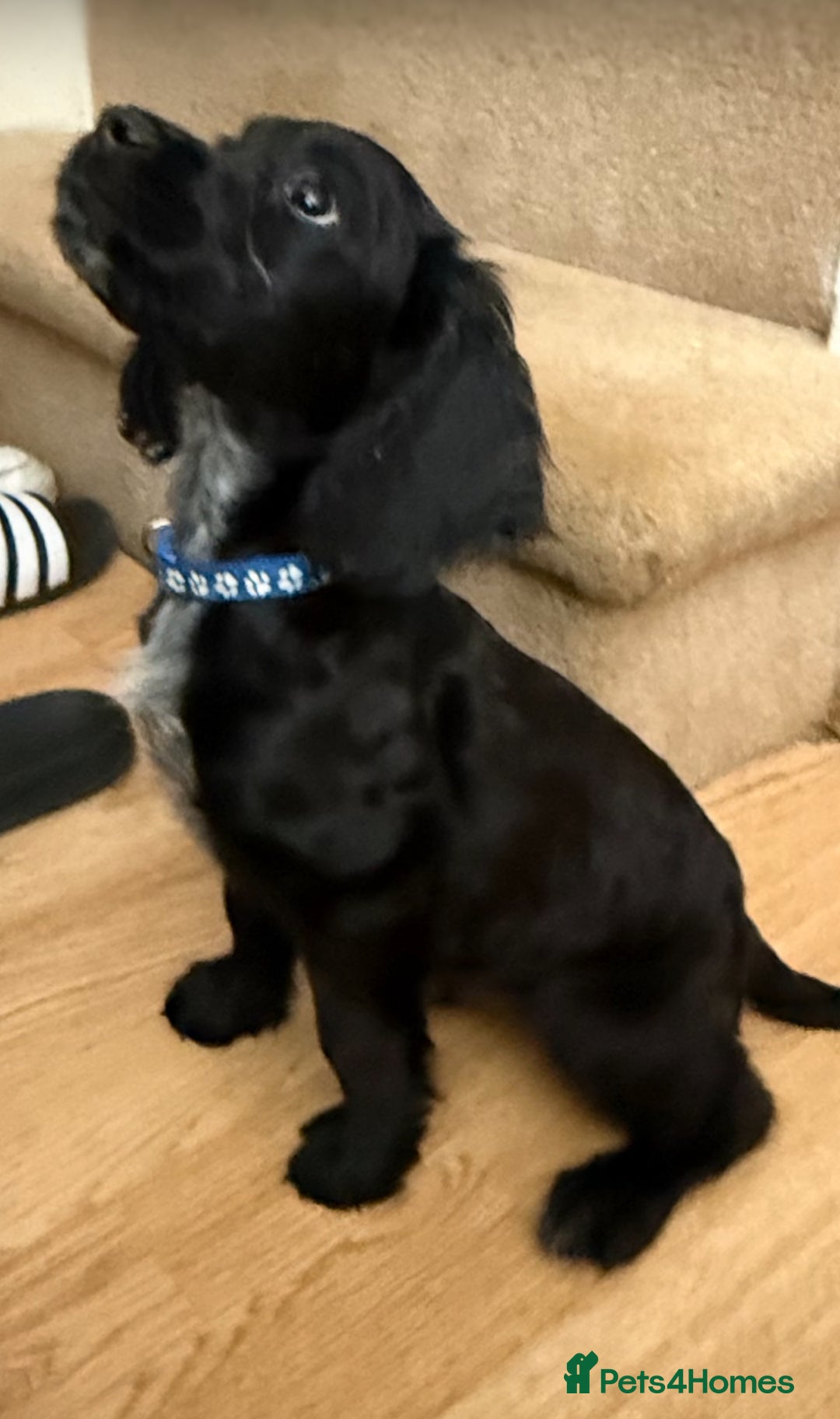 Cocker Spaniel dogs for sale: Ready to leave! 7 beautiful cocker spaniel pups in Hornchurch - Image 1
