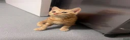Domestic Shorthair cats for sale: Little kitties for Sale  - Advert 3