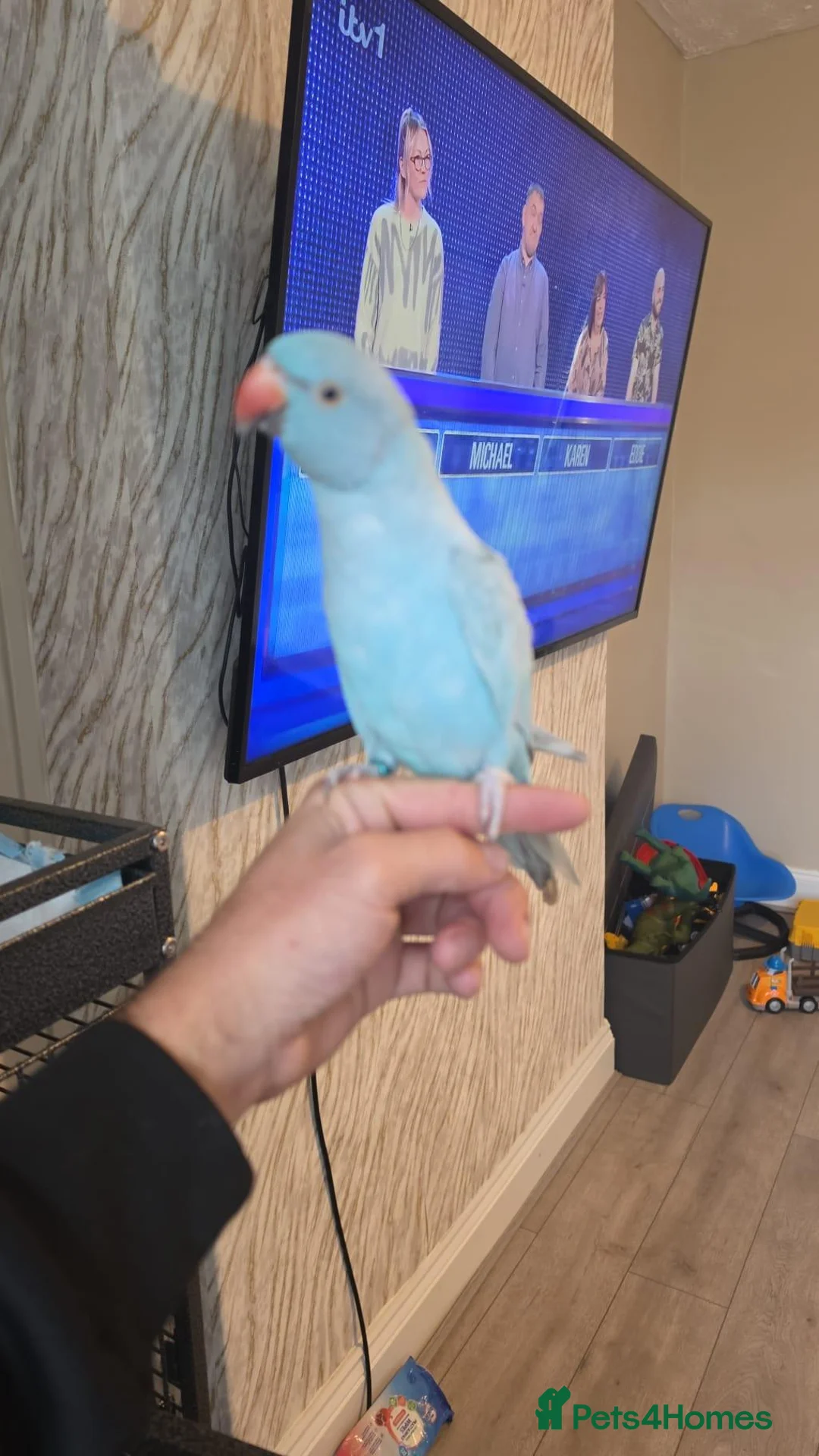 Parrots birds for sale: Blue ringneck - Advert 4