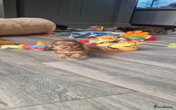 Miniature Dachshund dogs for sale: Miniature Dachshund puppies Longhaired & Smooth  - Image 1