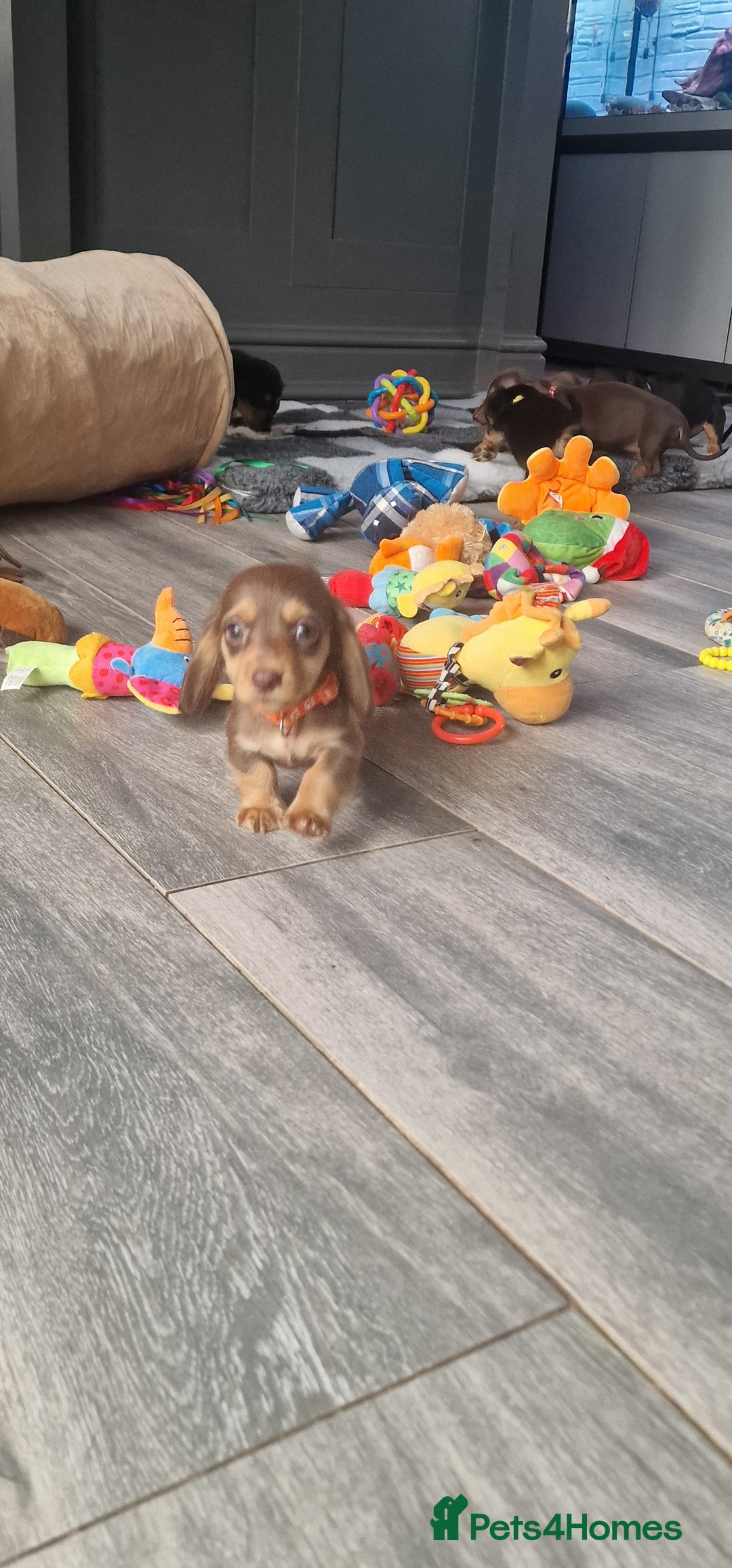 Miniature Dachshund dogs for sale: Miniature Dachshund puppies Longhaired & Smooth  - Image 1