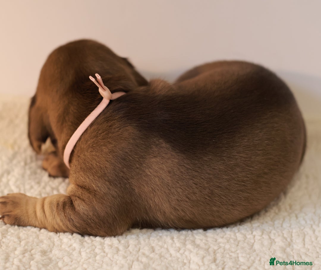 Miniature Dachshund dogs for sale: 5*Licensed+KC+PRAclear+VETchecked+Chocolate&Cream - Advert 20