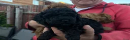 Cavapoo dogs for sale: Beautiful F1b Cavapoo Girls | Ready Soon - Advert 12