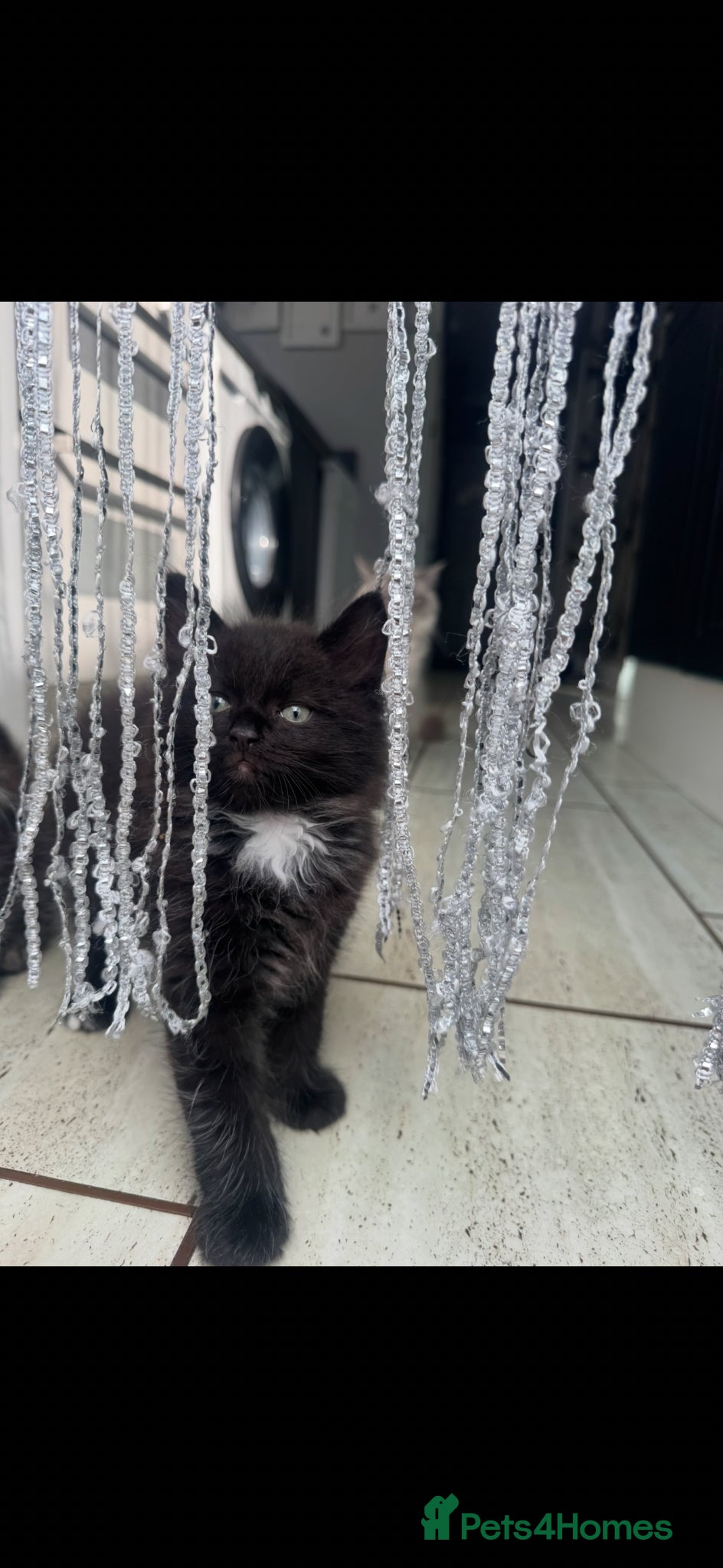 Ragdoll cats for sale: Stunning 1/2 ragdoll babies.  - Advert 17
