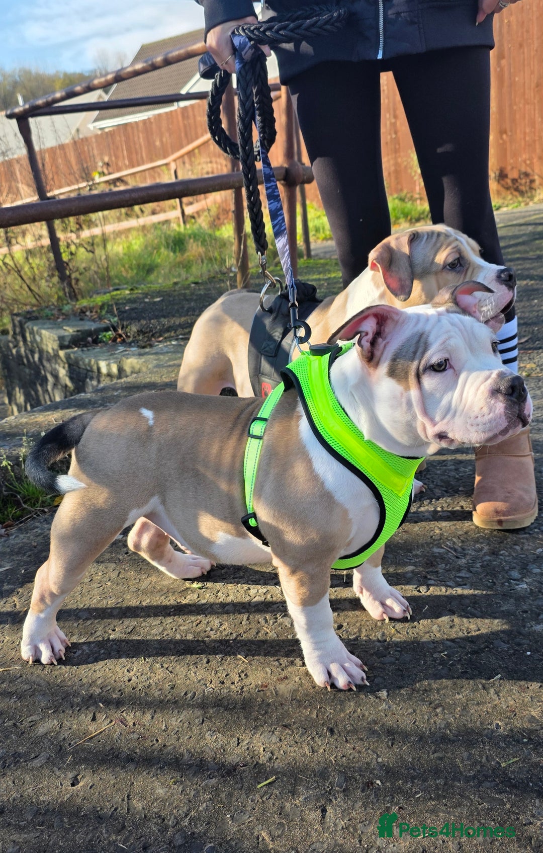 American Bully dogs for sale: 2 Male Abkc Reg Pocket Bully's G'Pups GRCH MrBean - Advert 1