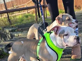 American Bully dogs 2 Male 21 wks Abkc Reg Pockets G'Pups GRCH MrBean - Advert 6