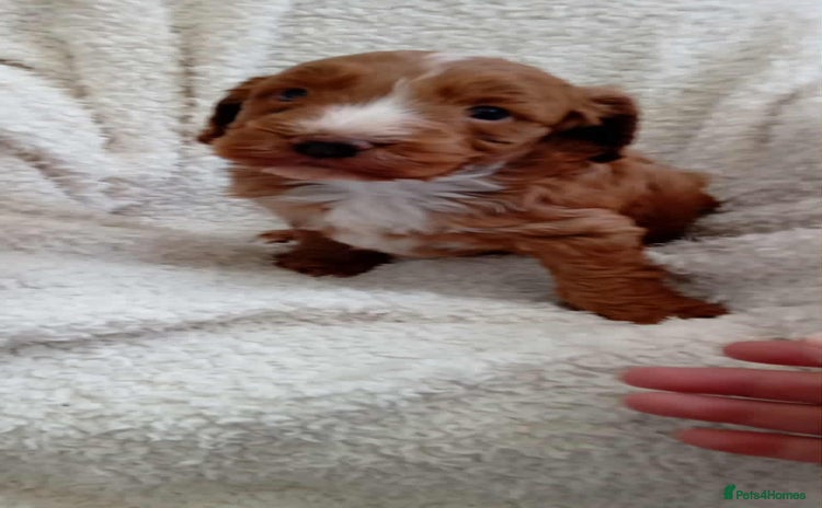 Cockapoo dogs - Advert 13