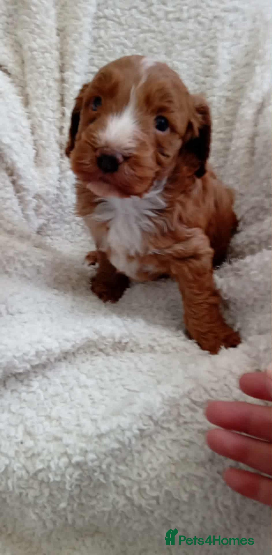 Cockapoo dogs for sale: Gorgeous f3 cockapoo puppies - Image 1