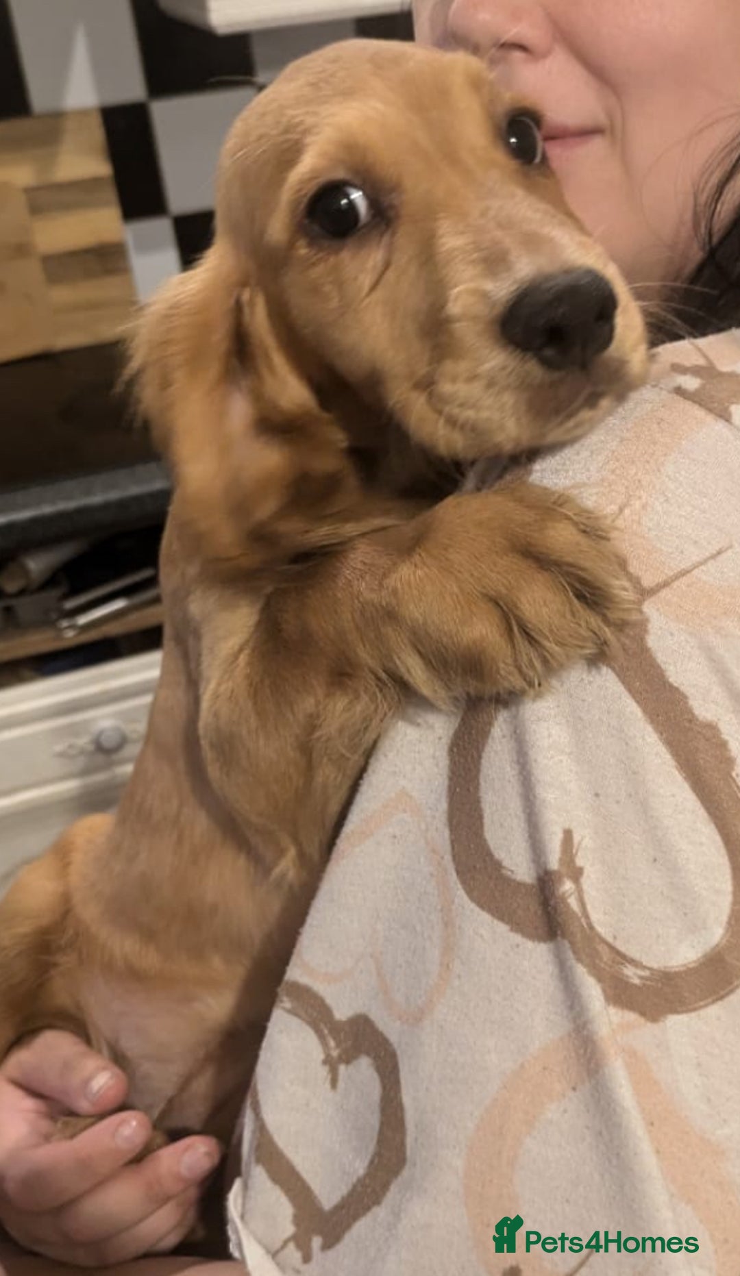 Cocker Spaniel dogs for sale: READY TO LEAVE 5 Golden Show Cocker Spaniels!  in Stanley - Image 2