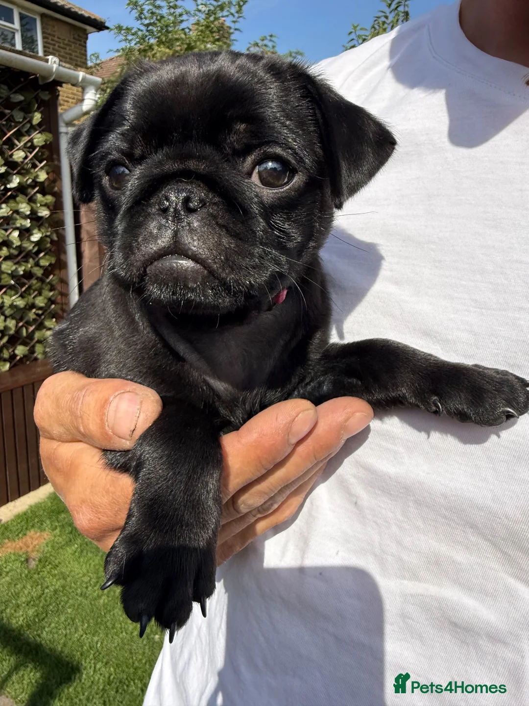 Pug dogs for sale: Only one girl left. Sale❤️Pug Puppies🥰 - Advert 1