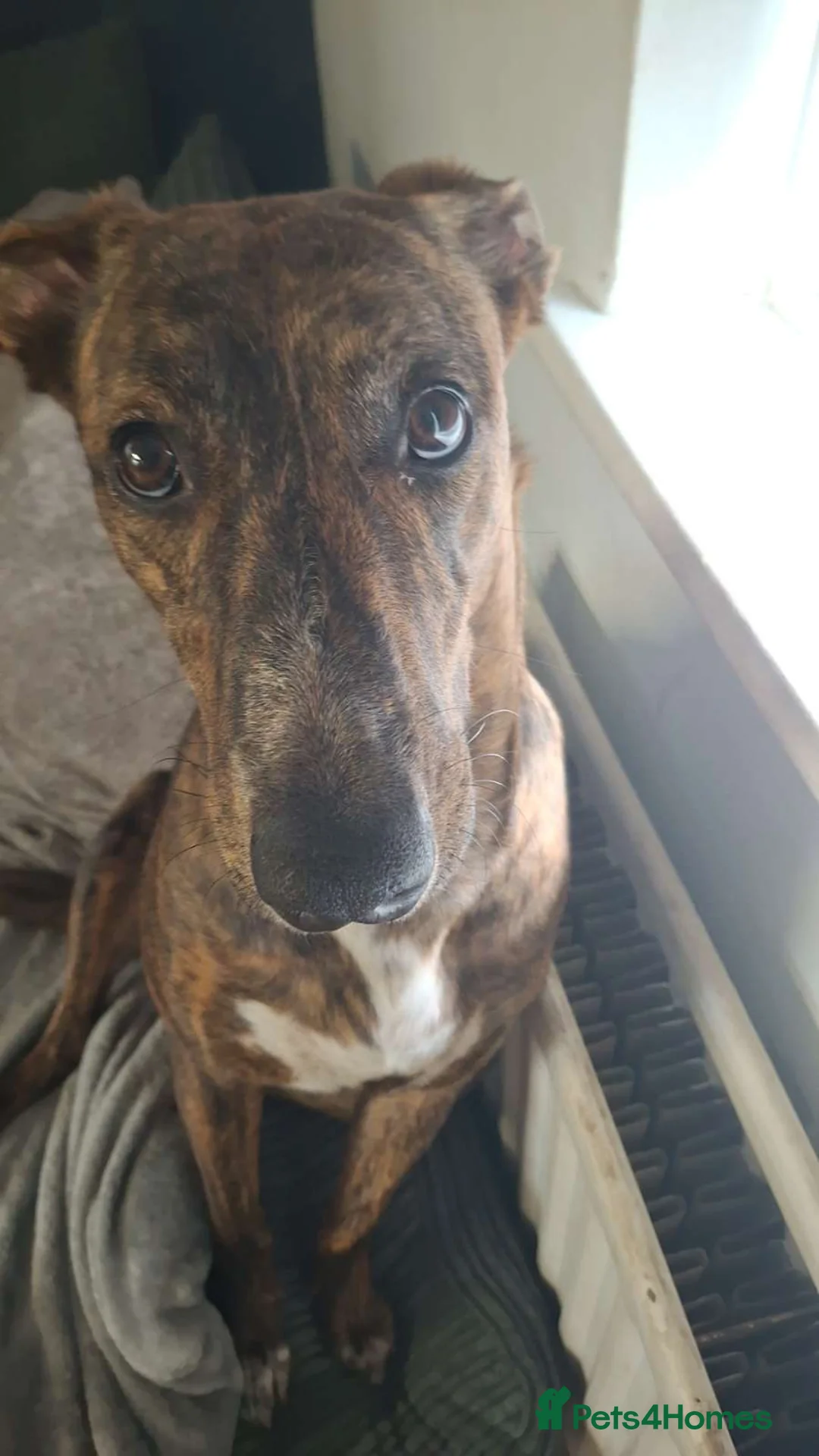 Mixed Breed dogs for sale: Rehoming Daisy - Advert 1