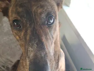 Mixed Breed dogs Rehoming Daisy - Advert 3