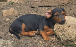 Dachshund dogs for sale: Dauchund puppies - Image 2