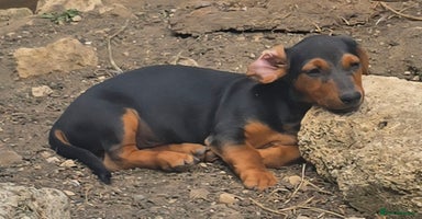 Dachshund dogs - Advert 11