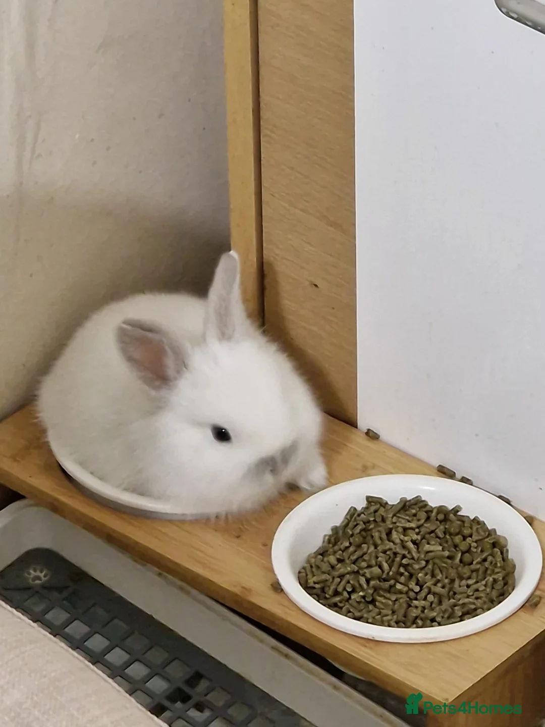 Mini Lop rabbits for sale: Adorable Rabbit Kits Looking for a Loving Home 🐰 - Advert 13